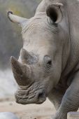 اسم وحيد القرن