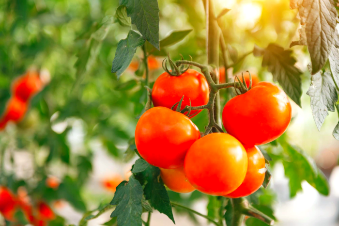 كم من الوقت يمكن أن تنمو الطماطم؟