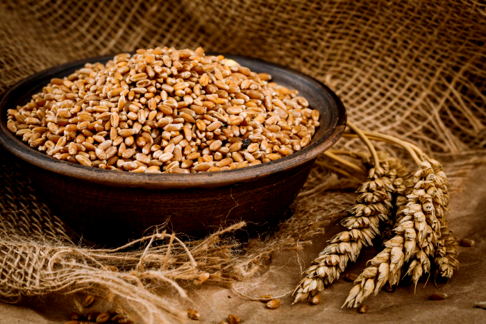 الاختلافات بين القمح والشعير والحنطة