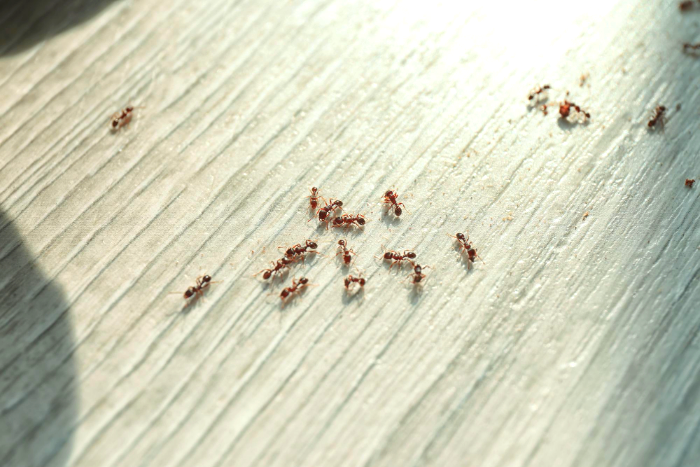 كيف يتكاثر النمل