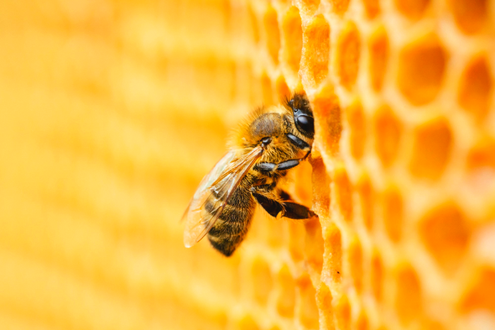 ما هي مدة عمر النحل